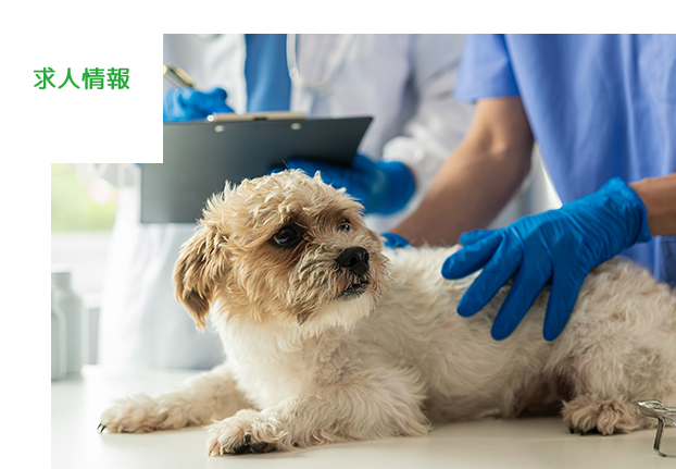 求人情報